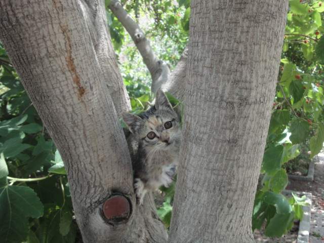 پیشی دانشکده معماری دانشگاه هننراسلامی تبریز